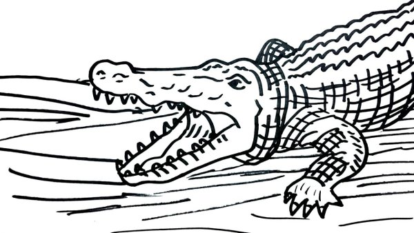 Крокодил эскиз лёгкий очень