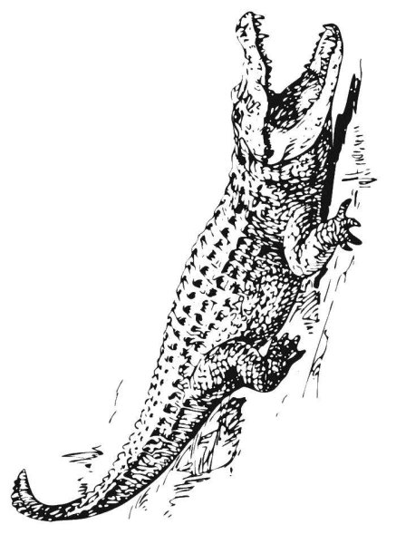 Крокодил раскраска реалистичная