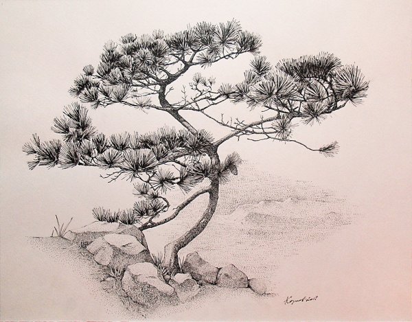 Саксаул бонсай