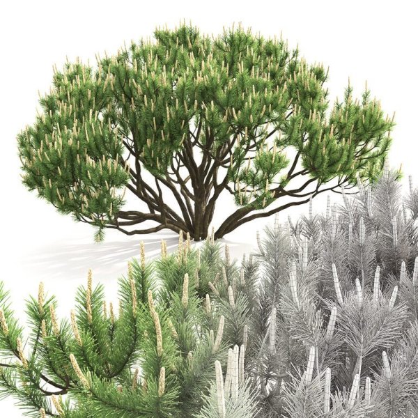 Сосна Горная ареал