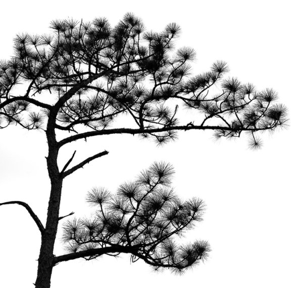 Сосна рисунок