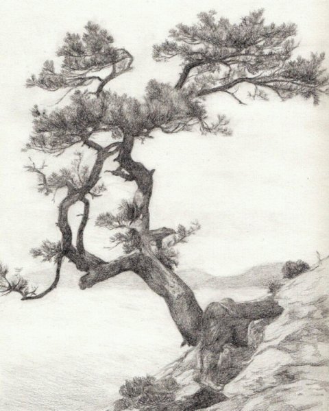 Сосна набросок карандашом