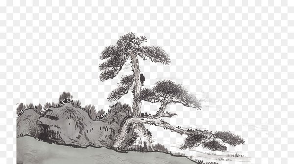 Графическое изображение горной сосны