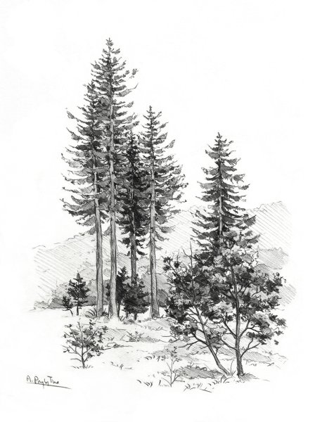Сосна эскиз