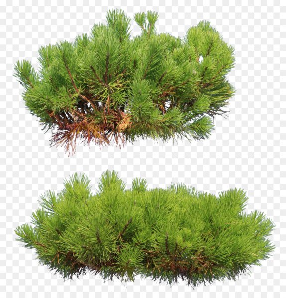 Сосна Горная Мугус на белом фоне