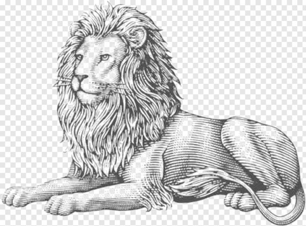 Лев сидит иллюстрация