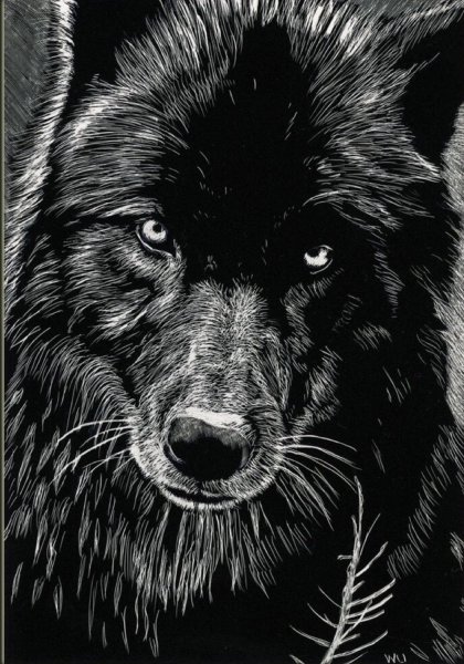 Голова волка на черном фоне