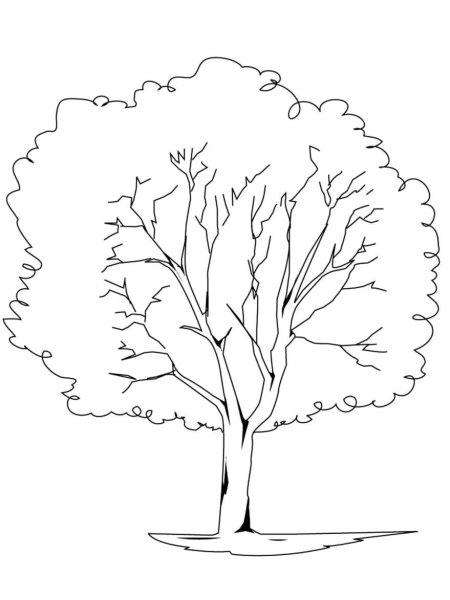 Дерево контурный рисунок