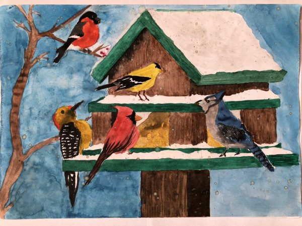 Кормим птиц зимой