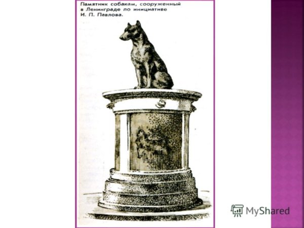 Эскиз памятника собаке