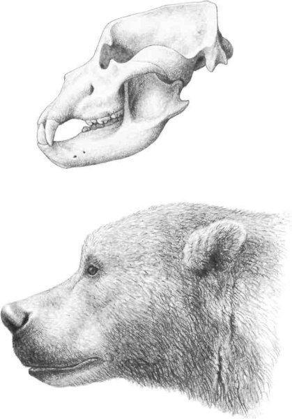 Контур головы медведя сбоку