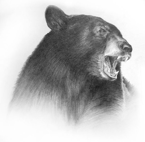 Медведь карандашом