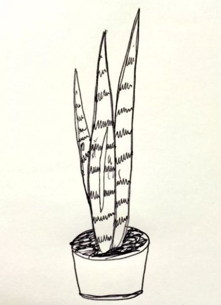 Сансевьера 1 класс