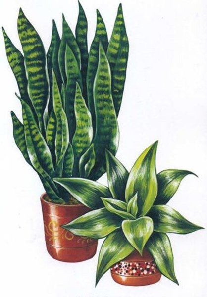 Сансевьера трёхполосая традесканция