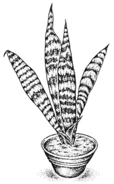 Комнатное растение сансевьера раскраска