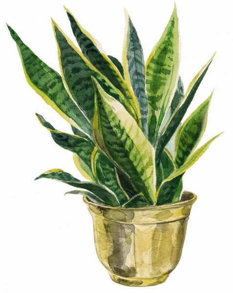 Сансевьера раскраска для детей