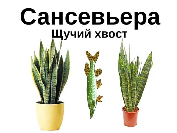 Суккуленты рис Сансевиерия