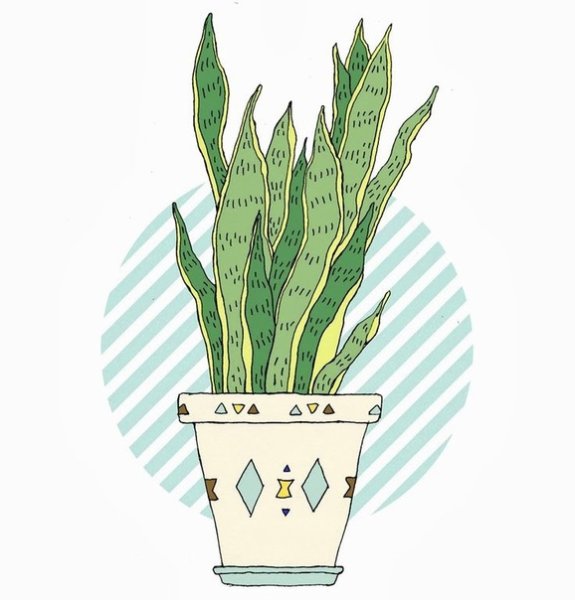 Комнатное растение сансевьера раскраска