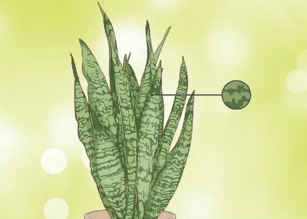 Сансевиерия скетч