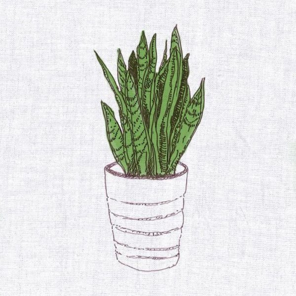 Сансевиерия hyacinthoides