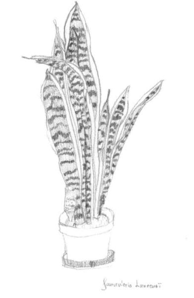 Цветы сансевьера , гиппеаструм