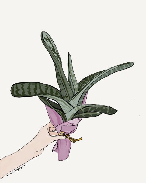 Комнатное растение сансевьера раскраска