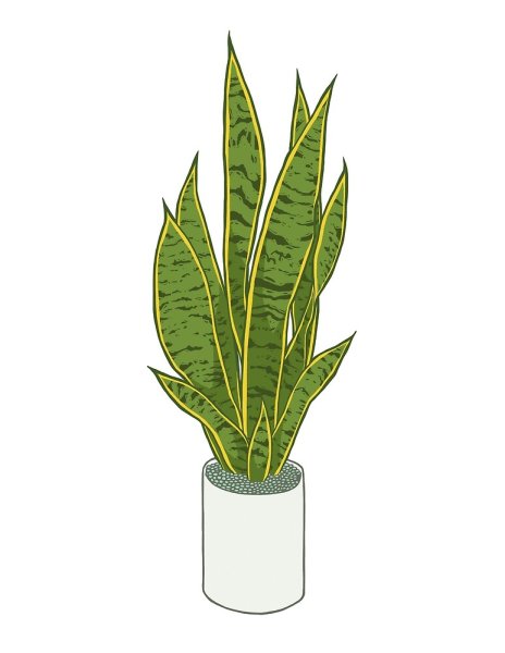 Сансевиерия раскраска для детей