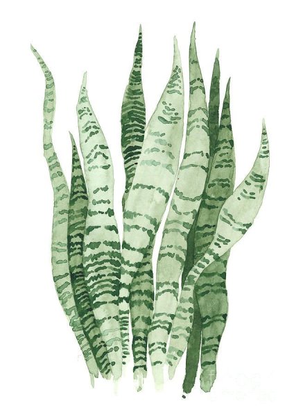 Сансевиерия (trifasciata)