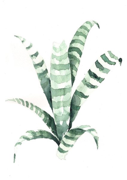 Сансевиерия карандаш