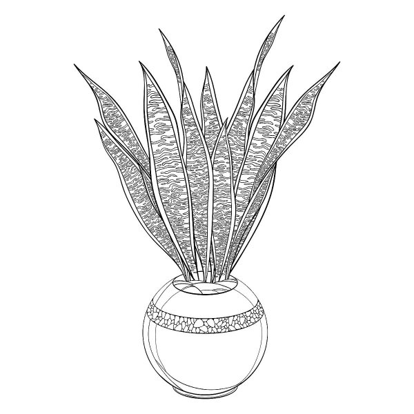 Сансевьера раскраска для детей