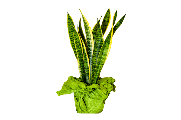 Сансевиерия текстура листа