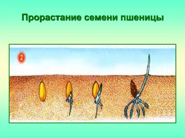 Подземное прорастание зерновки пшеницы