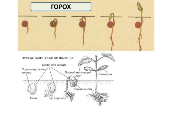Схема прорастания семена гороха