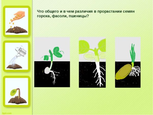 Схема роста семян