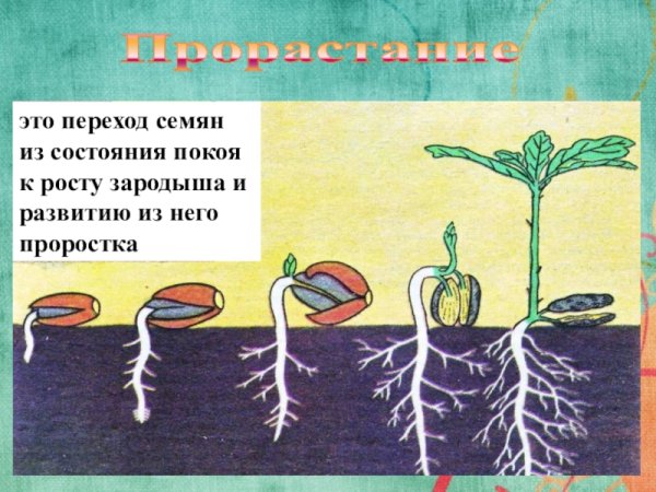 Схема прорастания семян