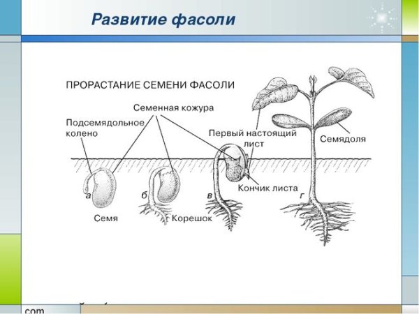 Схема прорастания семян фасоли
