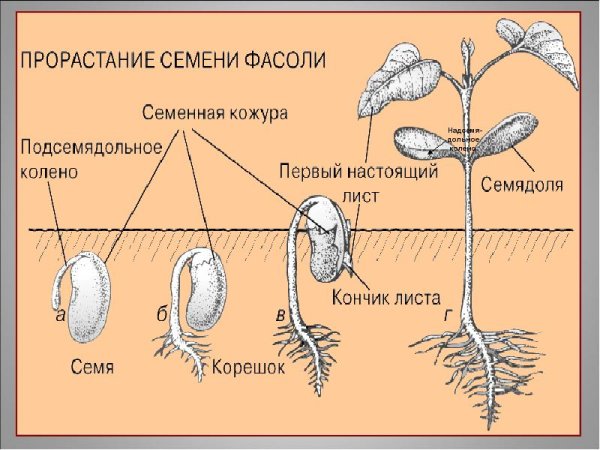 Этапы индивидуального развития растений