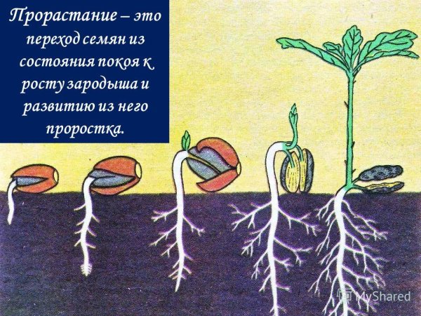 Цепочка прорастания семени