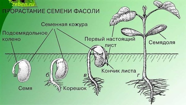 Схема этапы прорастания семян