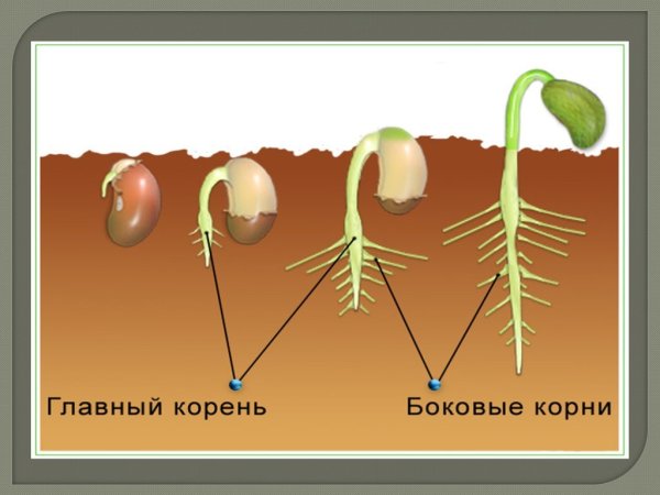 Развитие главного корня из зародышевого корешка семени