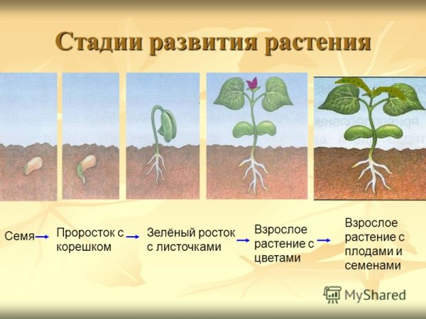 Стадии прорастания семян фасоли