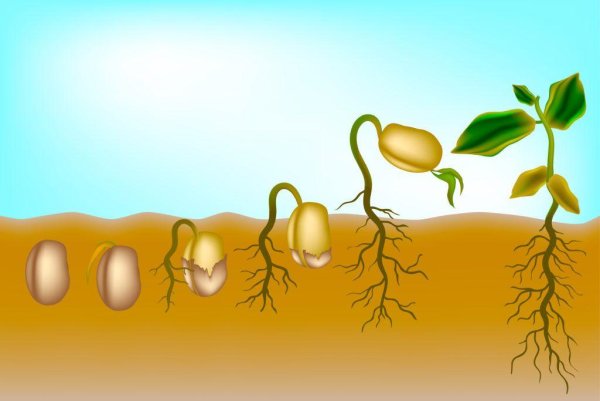 Прорастание фасоли для детей