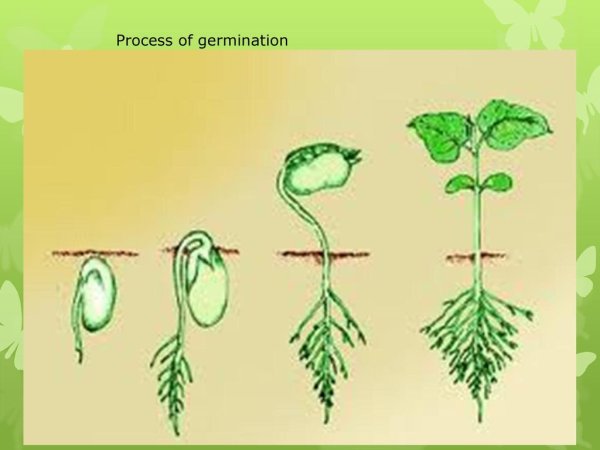 Этапы прорастания гороха