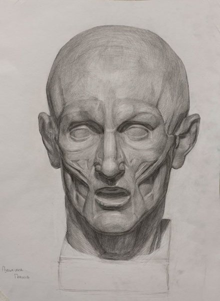 Экорше голова Академический рисунок