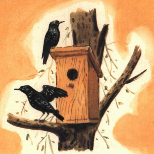 Белов скворцы