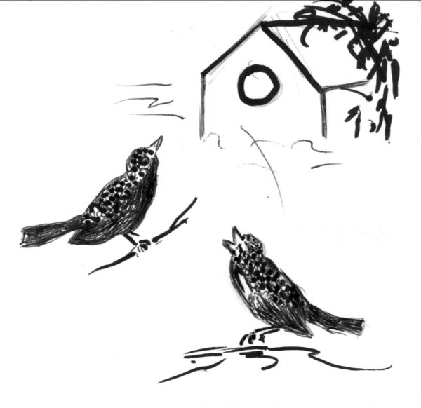 Иллюстрации к скворцы Белову