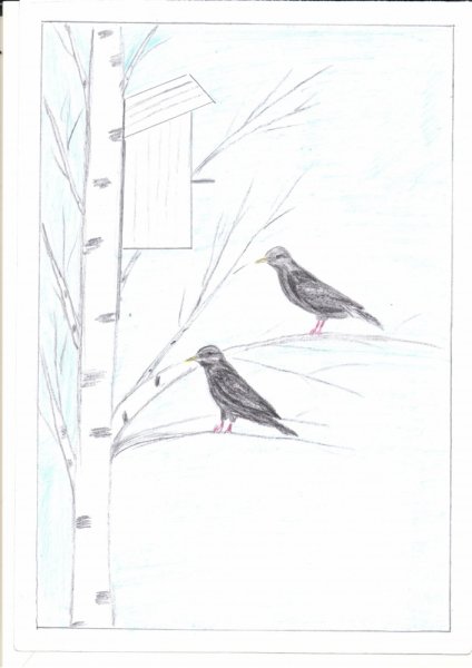 Рисунок к рассказу скворцы Белова 5 класс