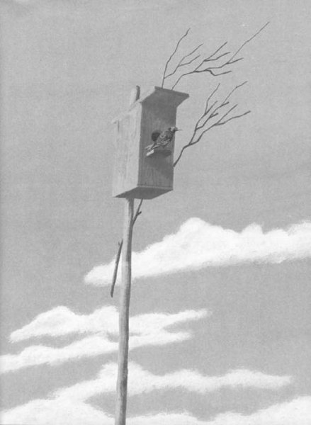 Белов скворцы