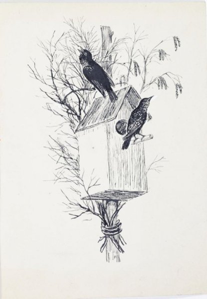 Белов скворцы