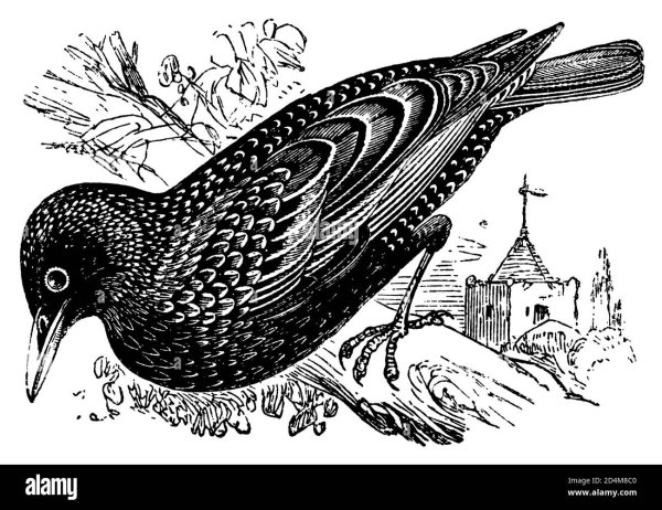 Старый Воробей мамин Сибиряк